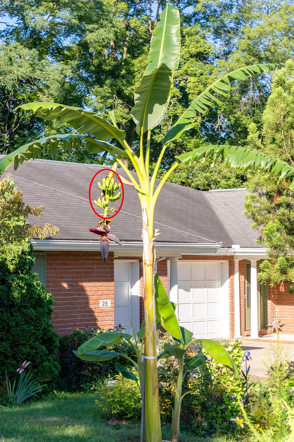 2508_8082971 Banana tree 6x4